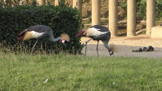 🦁 치바 시립 동물공원 (치바시 도부츠코엔) 이미지 2